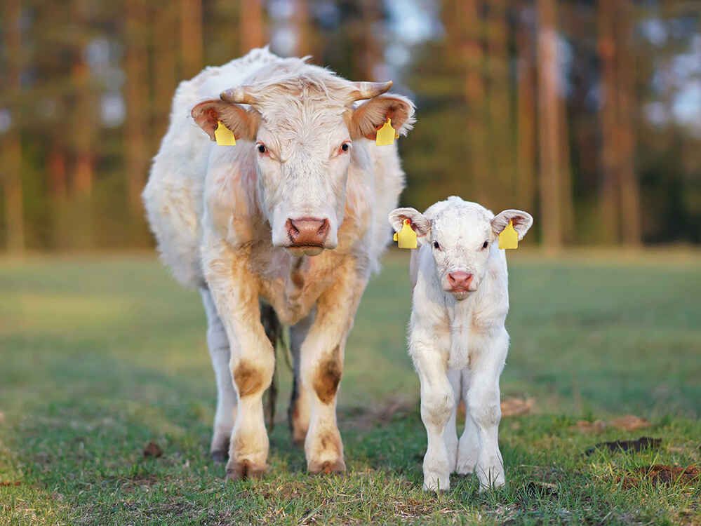 Zdrava i sigurna opskrba krava dojilja i njihove teladi