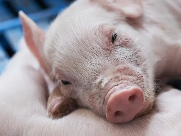 Schlafendes Ferkel