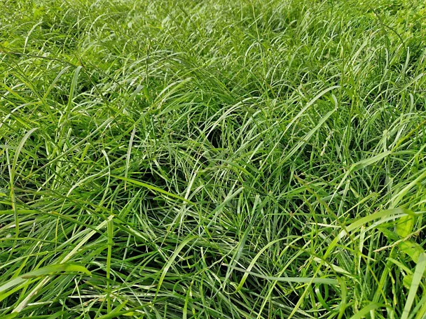 Grünland mit GREENSTAR Nachsaat-Mischung
