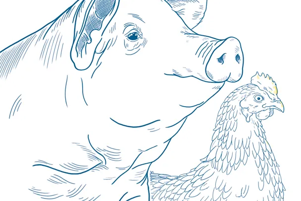 Ilustracija svinja i peradi Ilustracija svinja i peradi