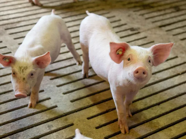Zwei Ferkel im Stall auf Spaltenboden
