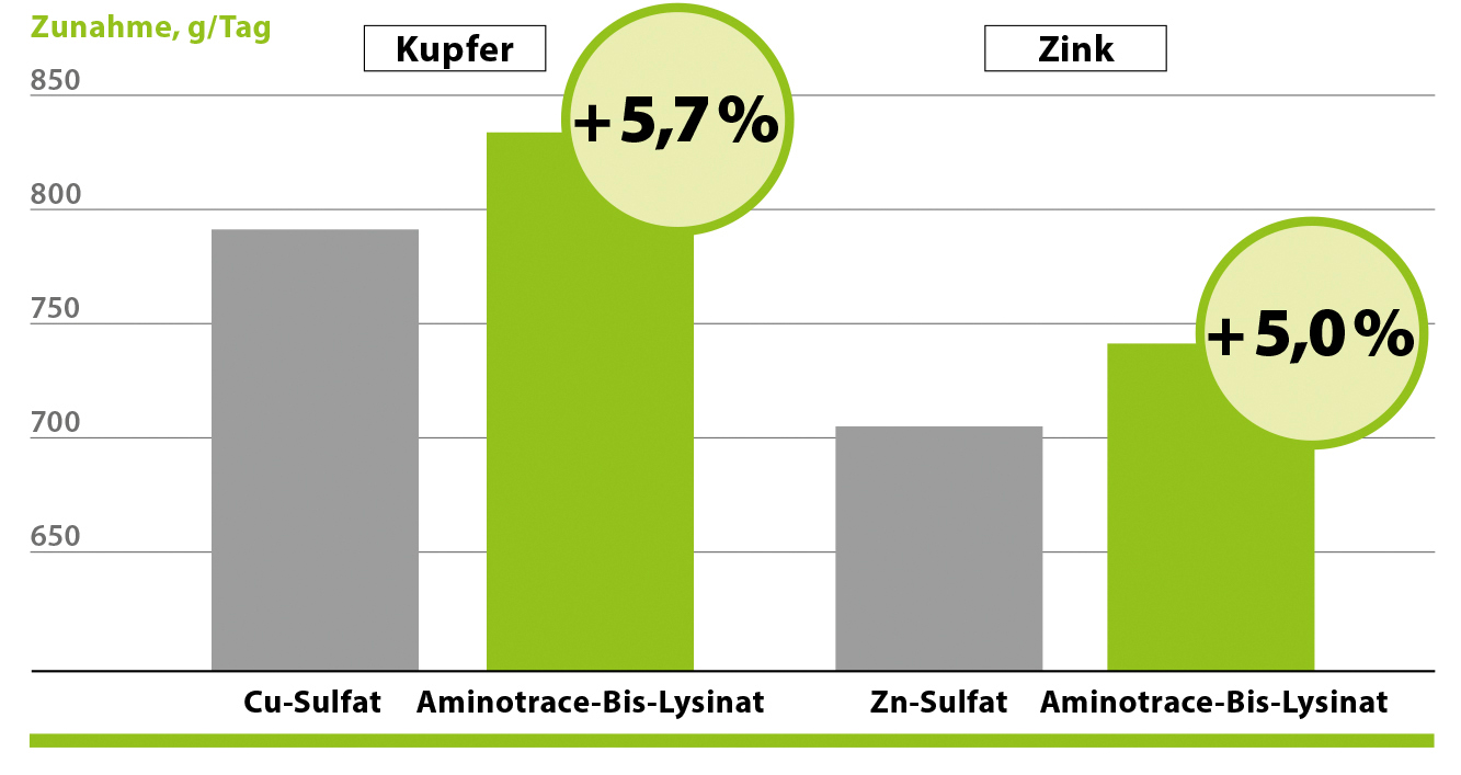 AMINOTRACE bei Rindern