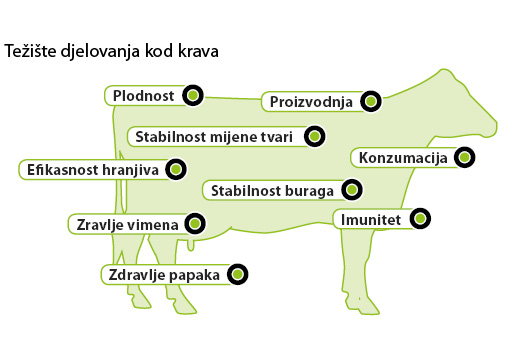 Aminotrace i krave
