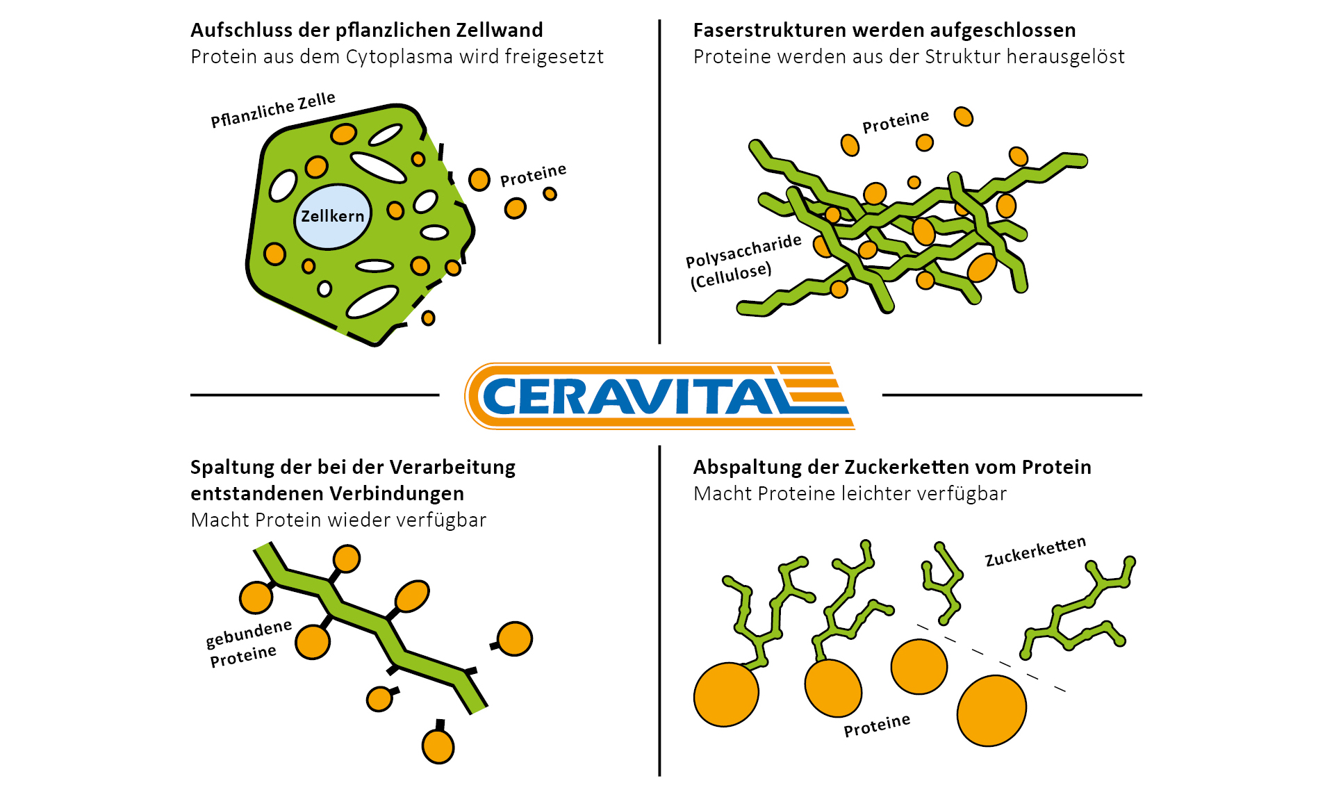 djelovanje CERAVITAL XP djelovanje CERAVITAL XP