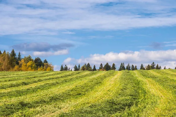 Herbstsilagen Herbstsilagen