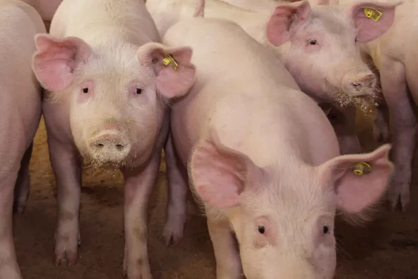Schweine Schweine