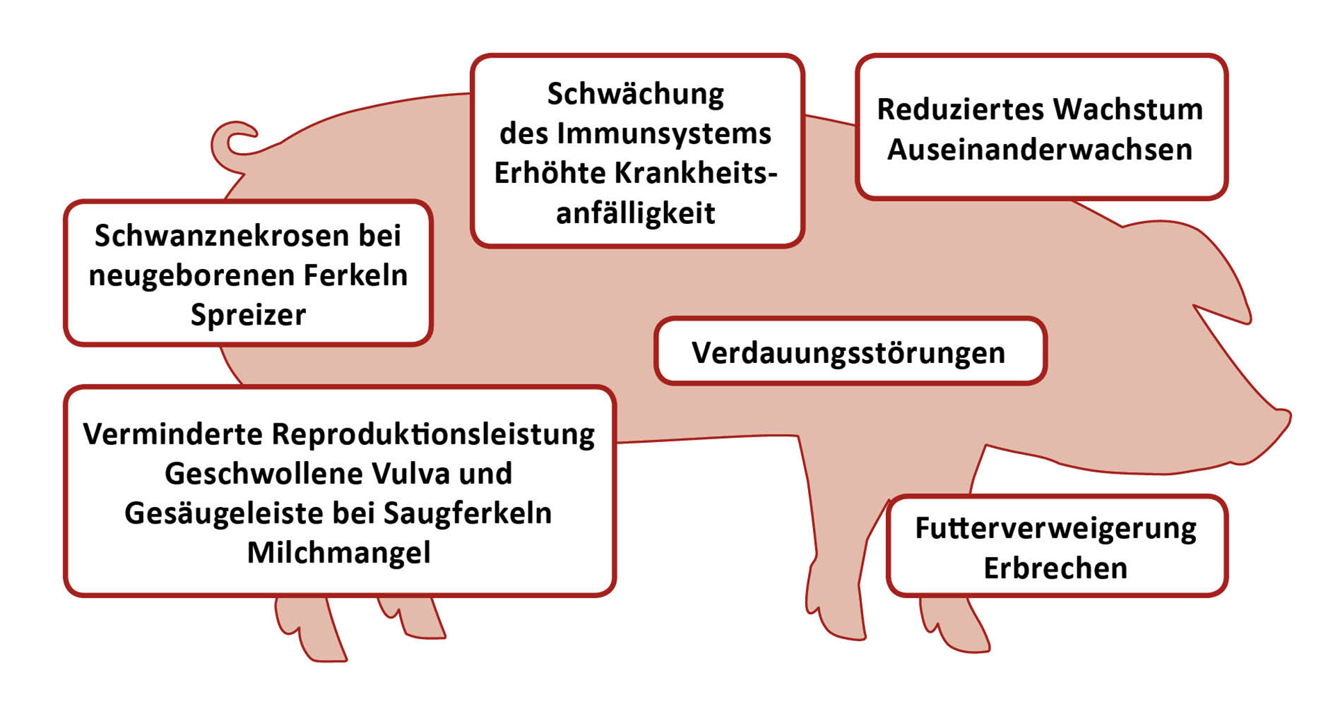 Wirkung von Toxinen auf das Schwein Wirkung von Toxinen auf das Schwein