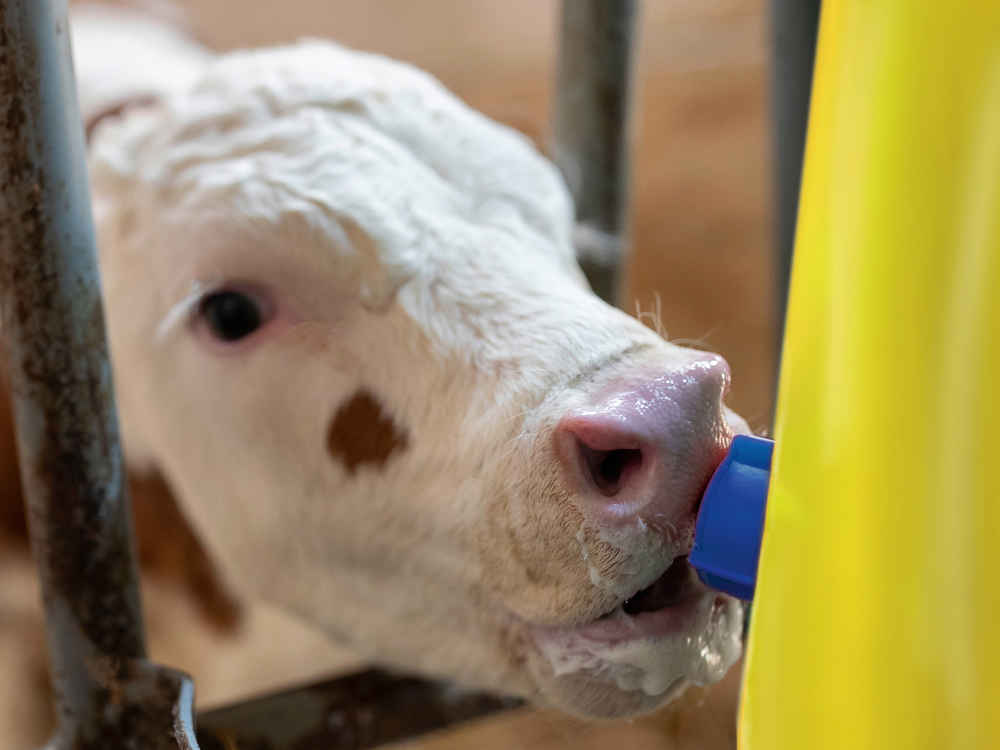 KALBI MILCH TOP S - više sigurnosti bez dodatnog rada u hladnoj sezoni