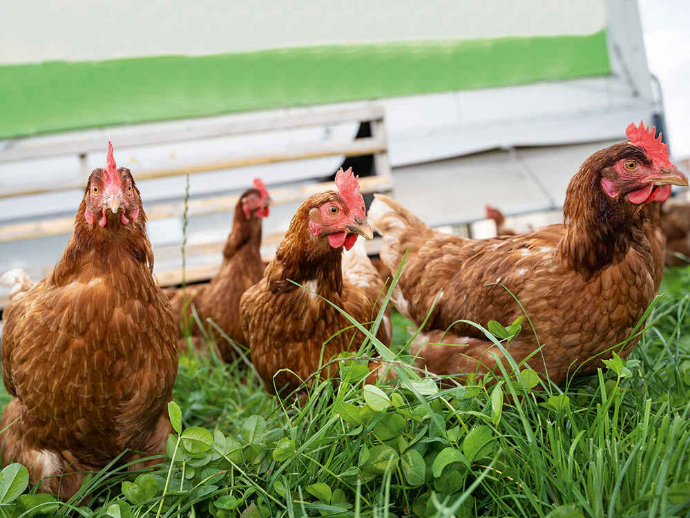 Kokoši nesilice u mobilnim kokošinjcima - što je važno kod hranidbe?