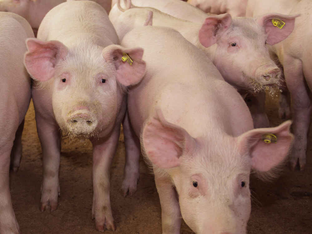 SCHAUMASAN PREMIUM veže toksine i stabilizira proizvodnju kod svinja