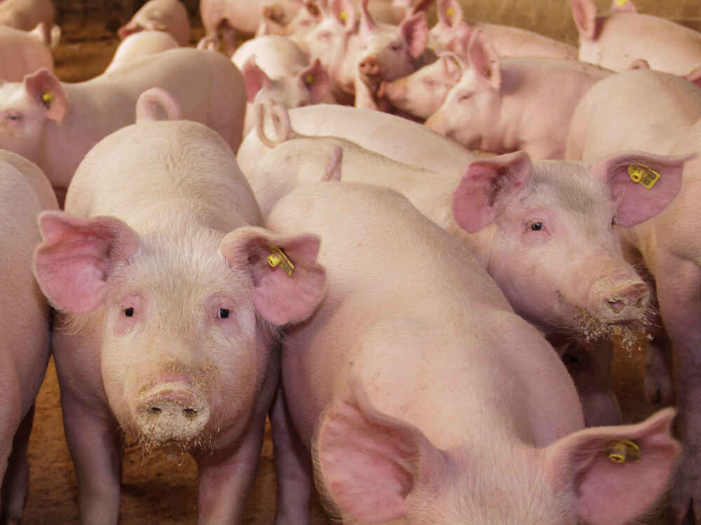 NATUPIG povećava potencijal proizvodnje u tovu svinja