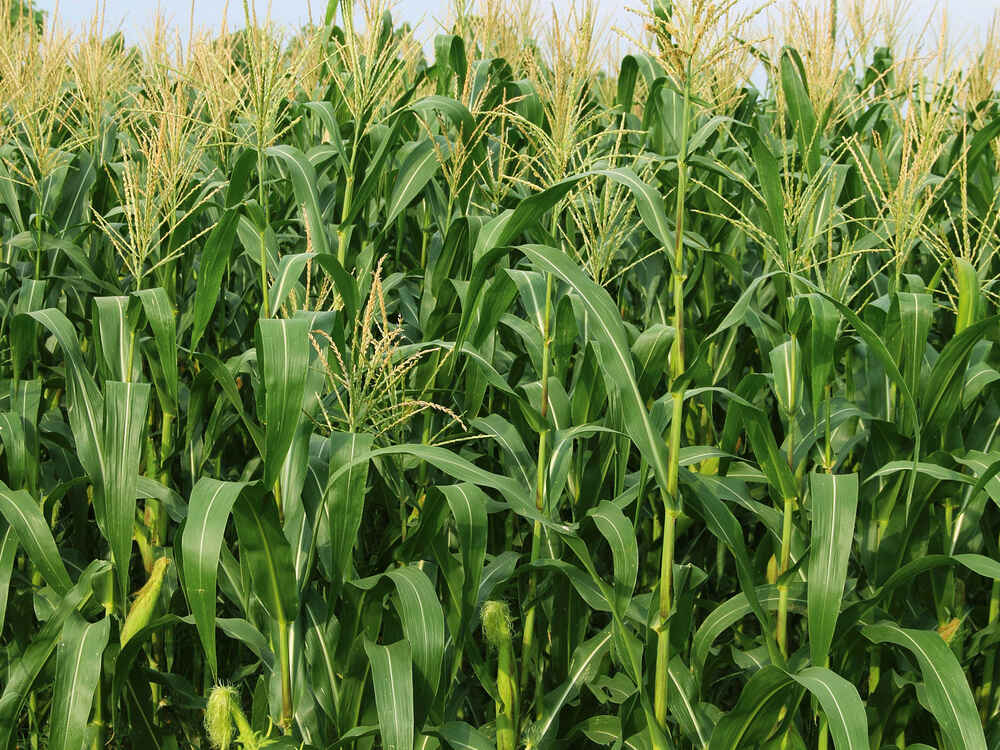 Uzorci svježe mase kukuruza - analizirajte kukuruz na kvasce i plijesni