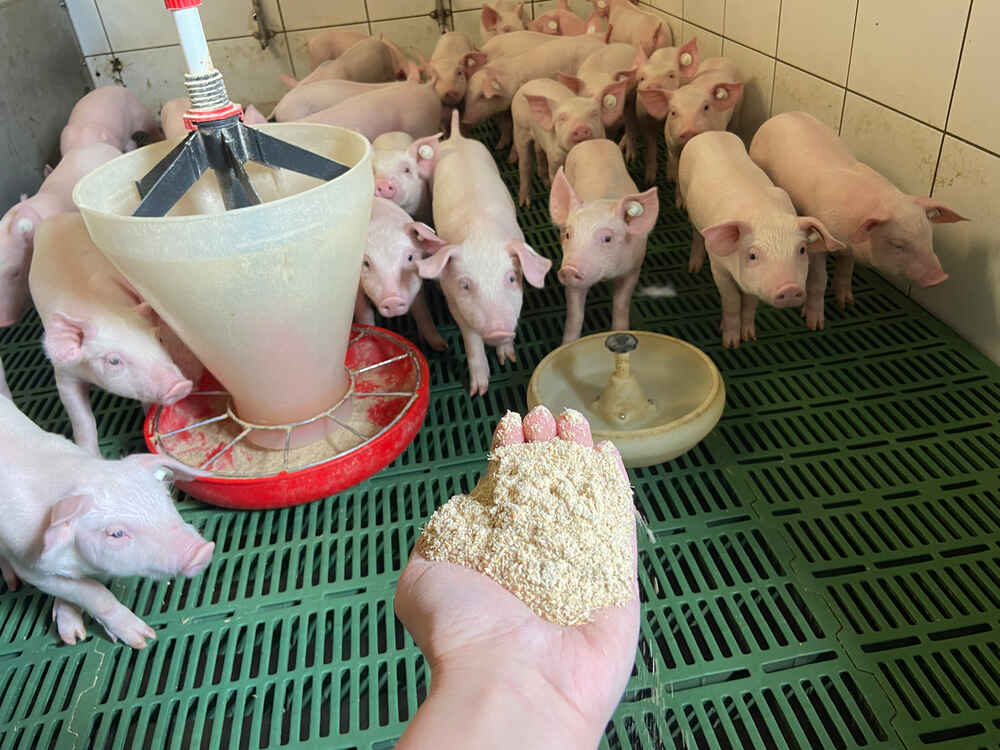 Svoje svinje hranite samo u ograničenoj mjeri sa proklijalim i klicama kontaminiranim žitaricama