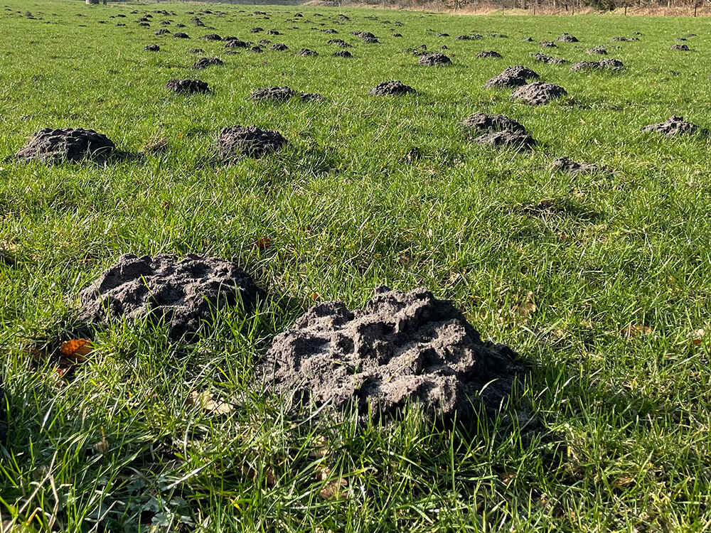 Maulwurfshaufen auf einer Wiese