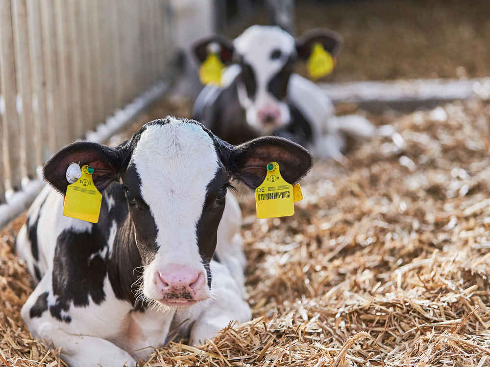 Uspješno s novim programom KALBI MILCH