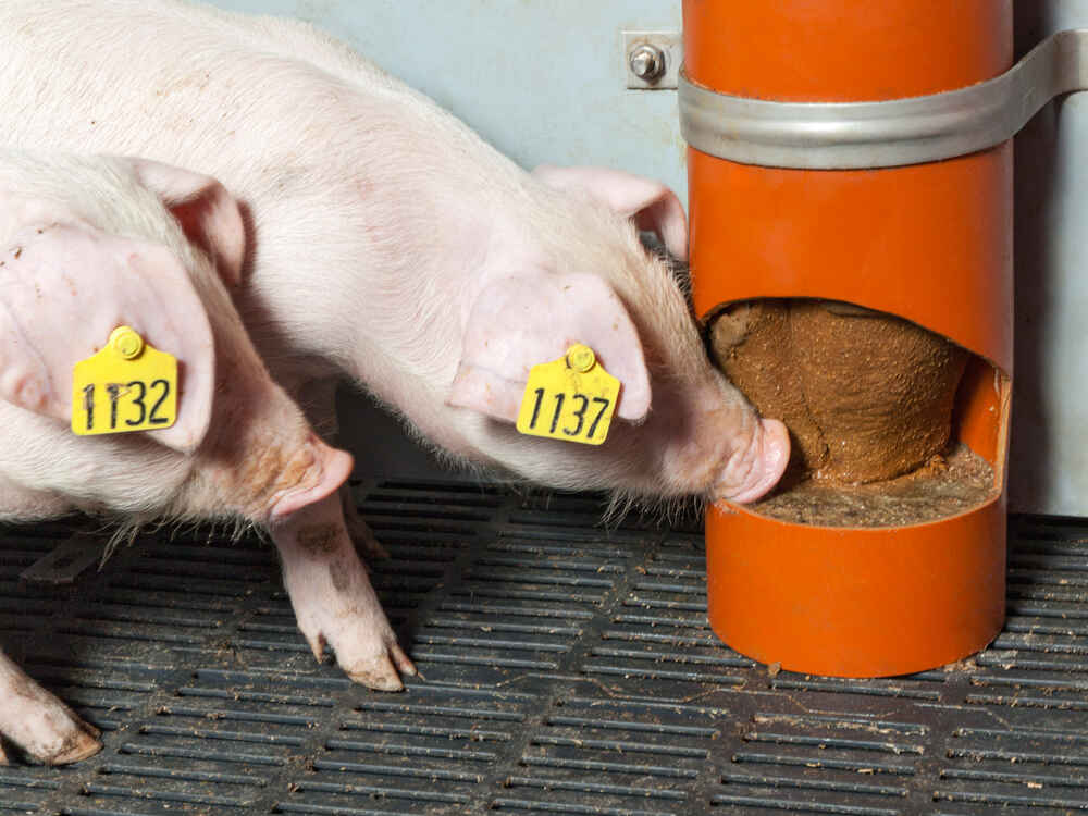 SCHAUMANN-SIXPIG - inovativna zanimacija za svinje