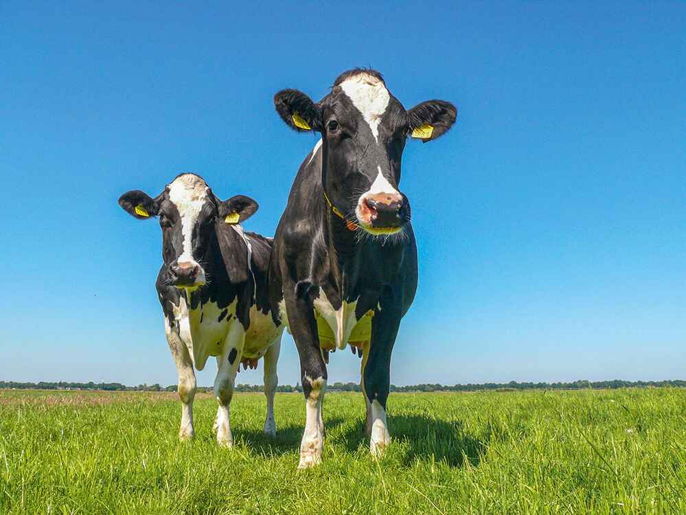 RINDAMIN BP regulira pH-vrijednost u buragu i brine o stabilnoj proizvodnji i zdravlju krava