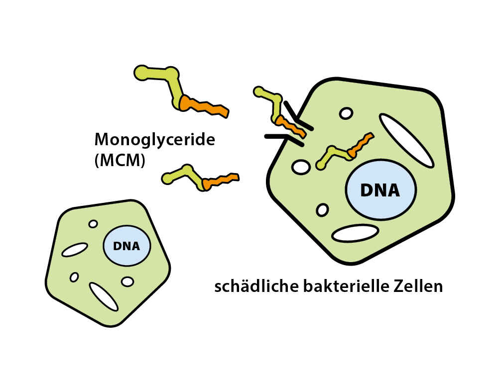 Monogliceridi - masne kiseline posebnog djelovanja