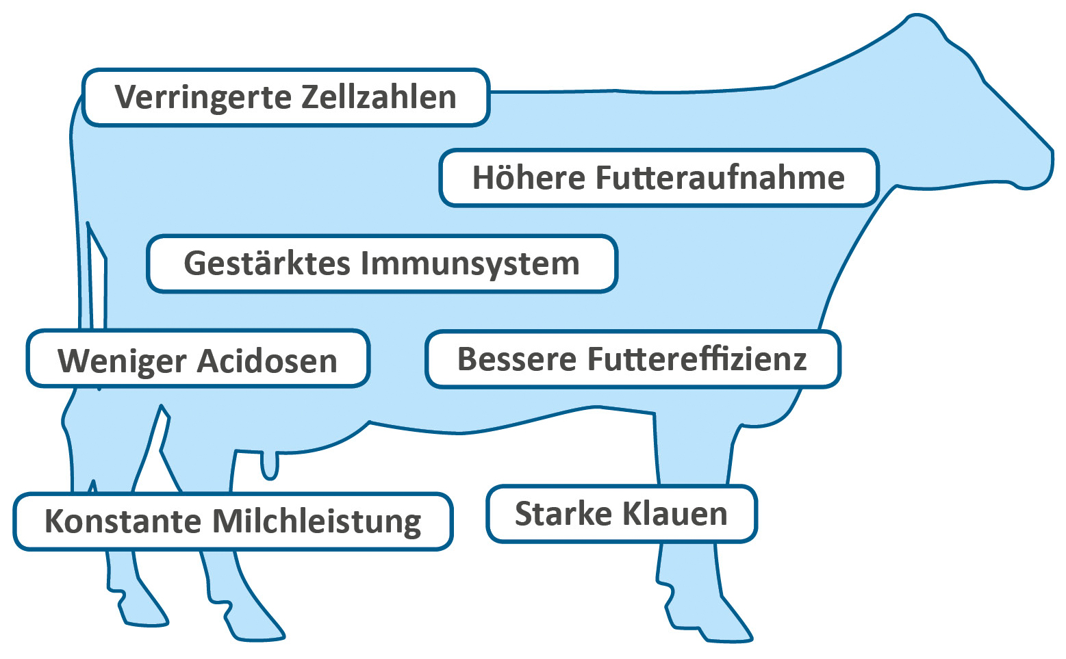 Rezultat potpore metabolizmu mliječne krave