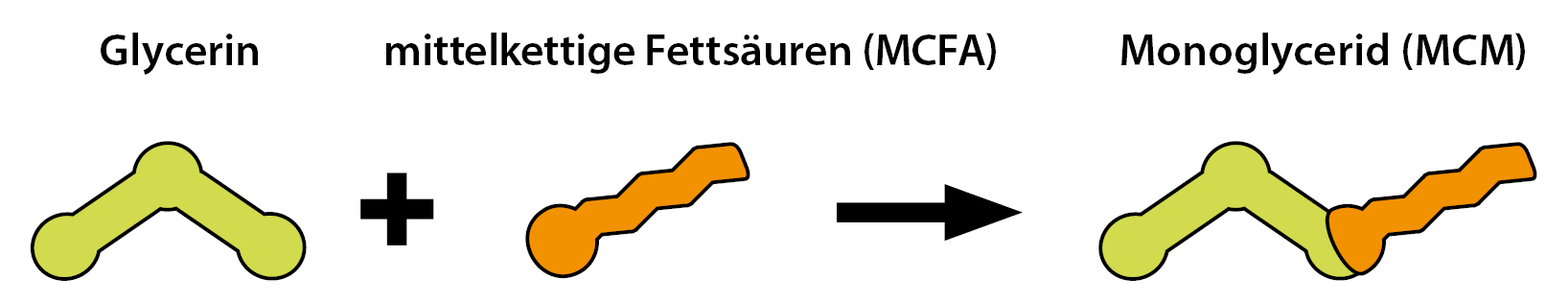srednjelančane masne kiseline i monogliceridi (MCM)