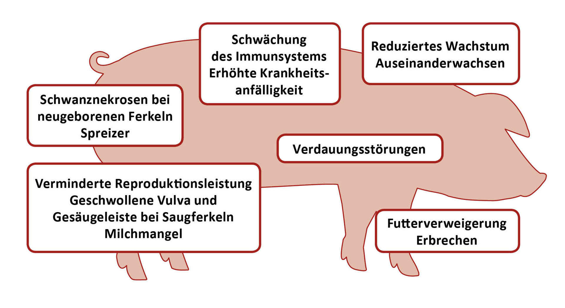 Wirkung von Toxinen auf das Schwein