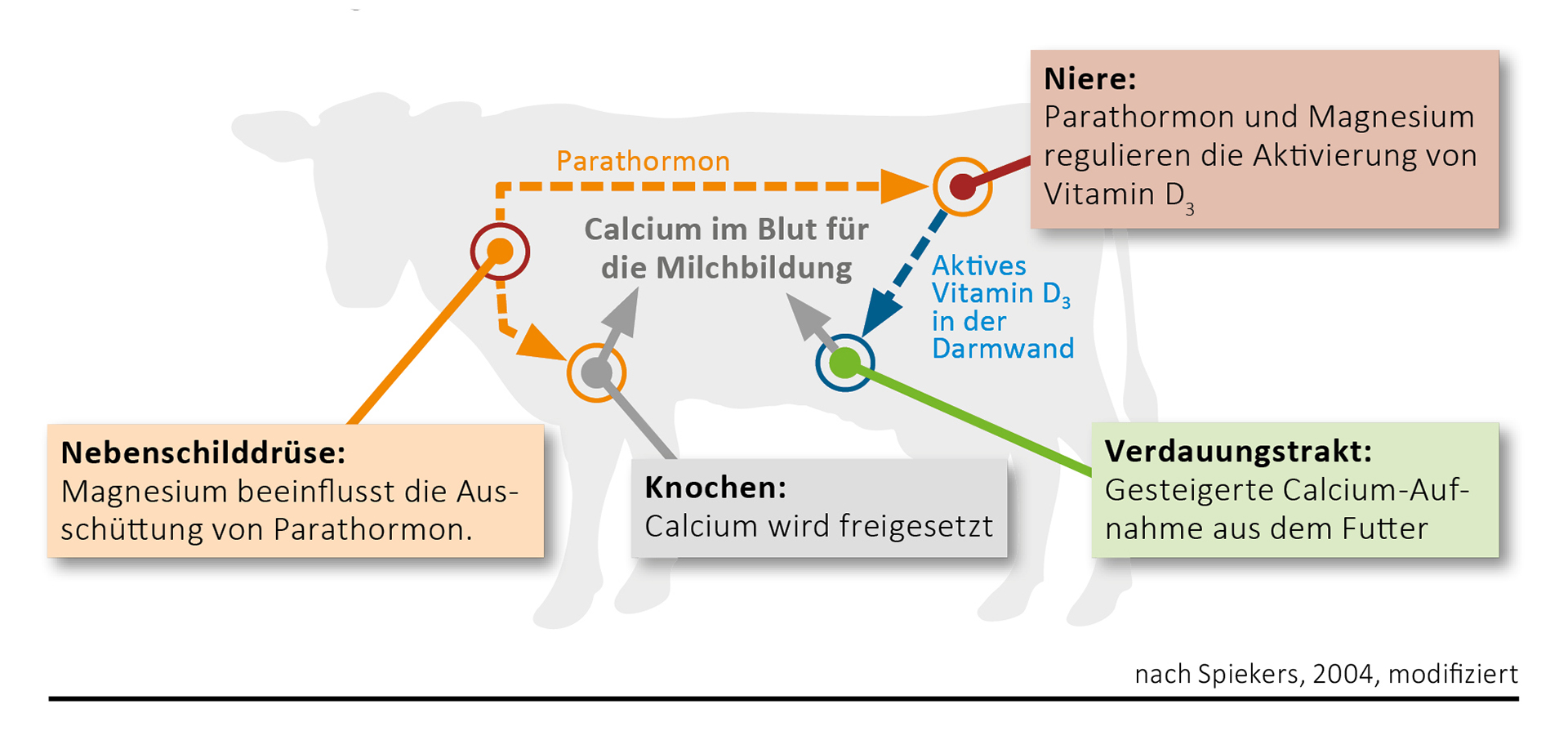 Uloga magnezija u metabolizmu kalcija