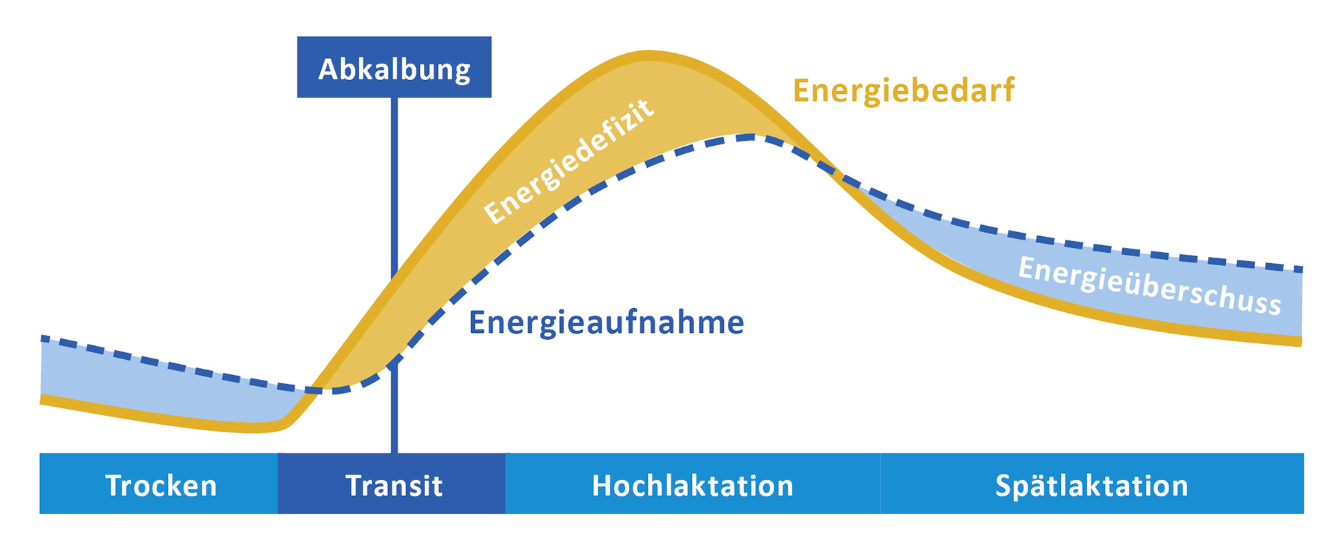 Potrebe energije i potrošnja energije tijekom laktacije