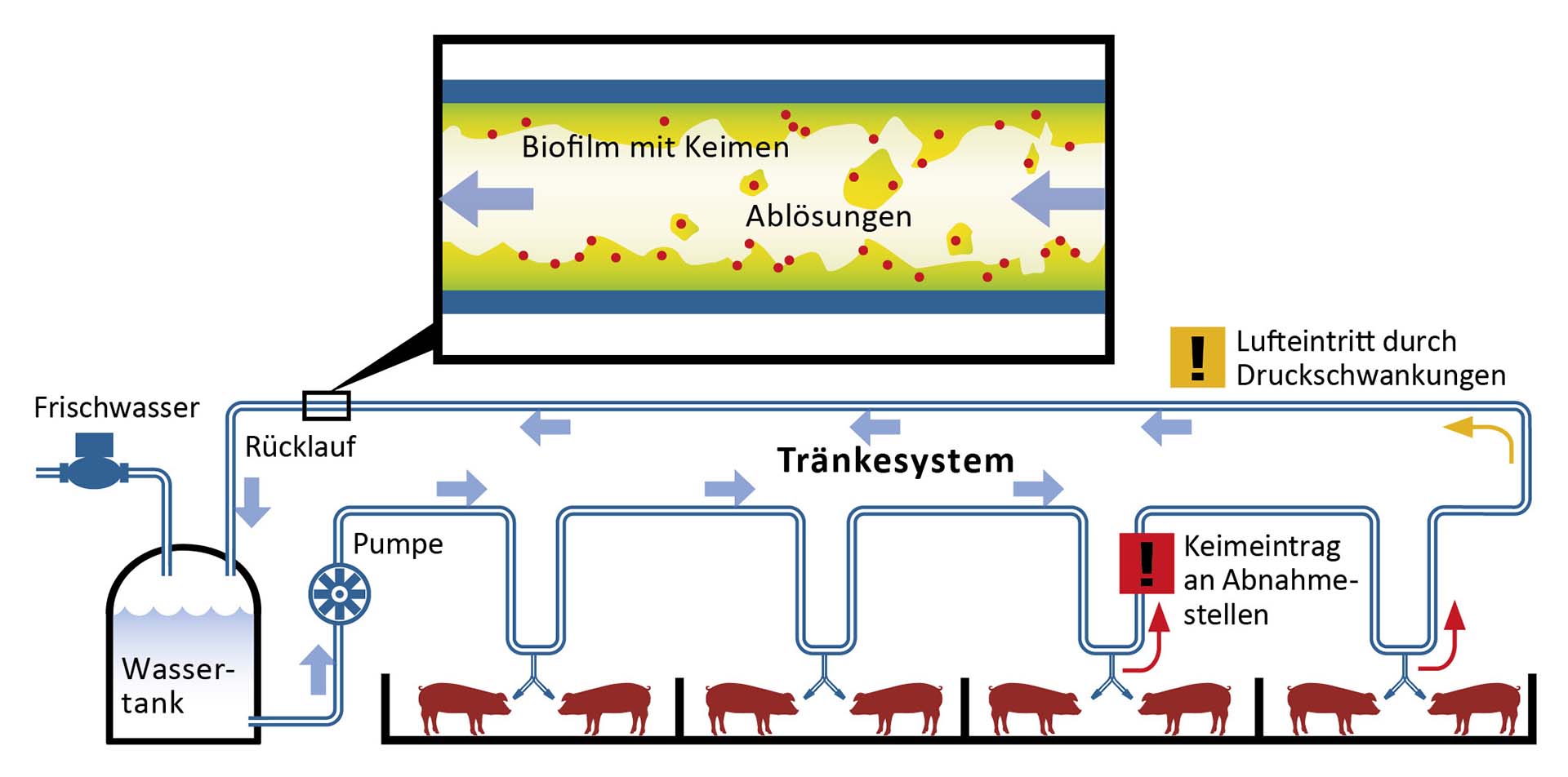 stvaranje biofilma u cijevima za vodu