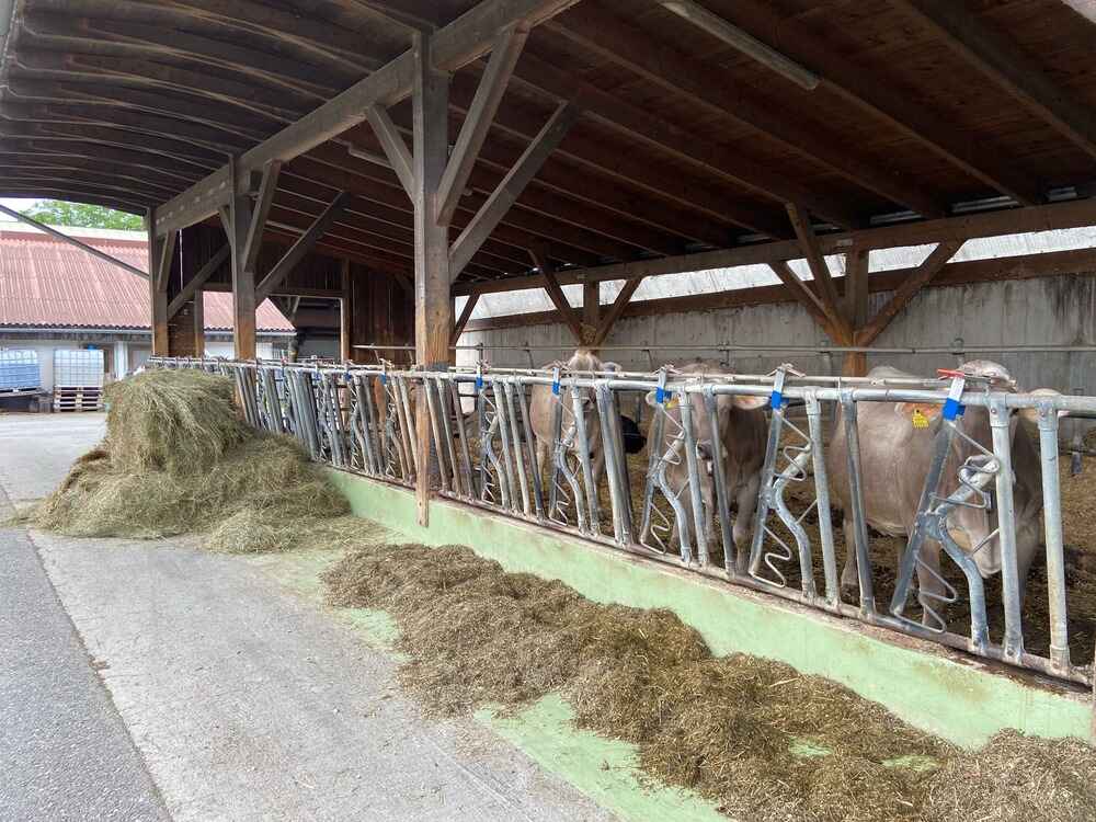 Gospodarstvo Leichtfried: upravljanje kravama u suhostaju - stalni razvojni proces