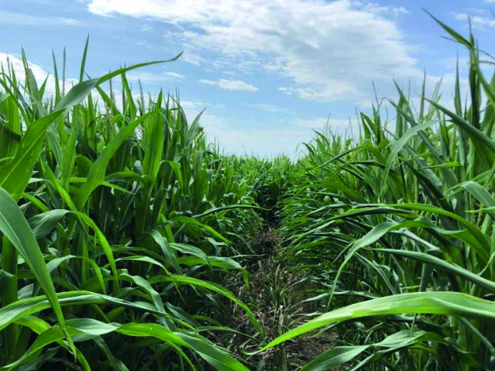 polje kukuruza sa i bez  boncrop-a