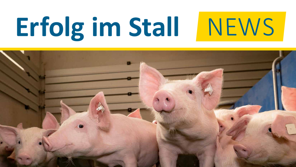 Ferkel im Stall