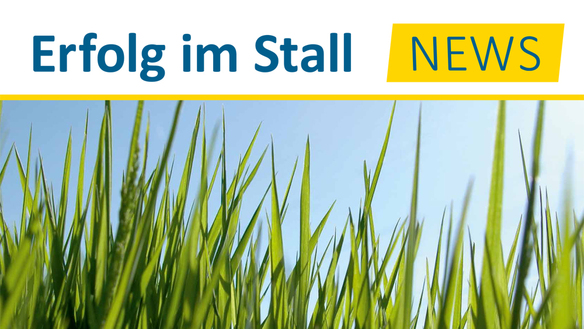 Erfolg im Stall News